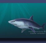 Рисунок карандашом акулы